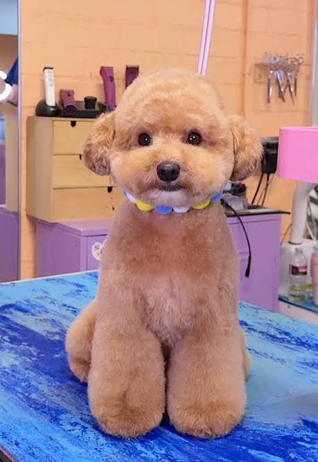 face poodle