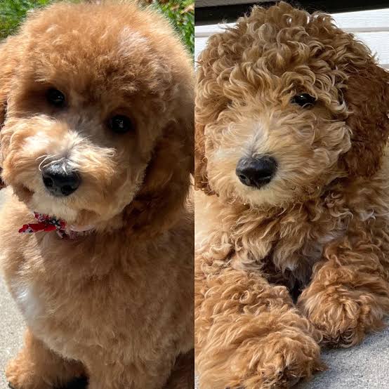 How to Make a Poodle Fluffy