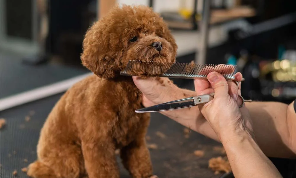 How to Trim a Poodle at Home
