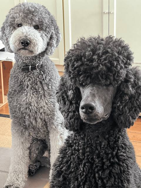 Poodle Coat Care
