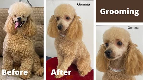 Poodle Coat Care