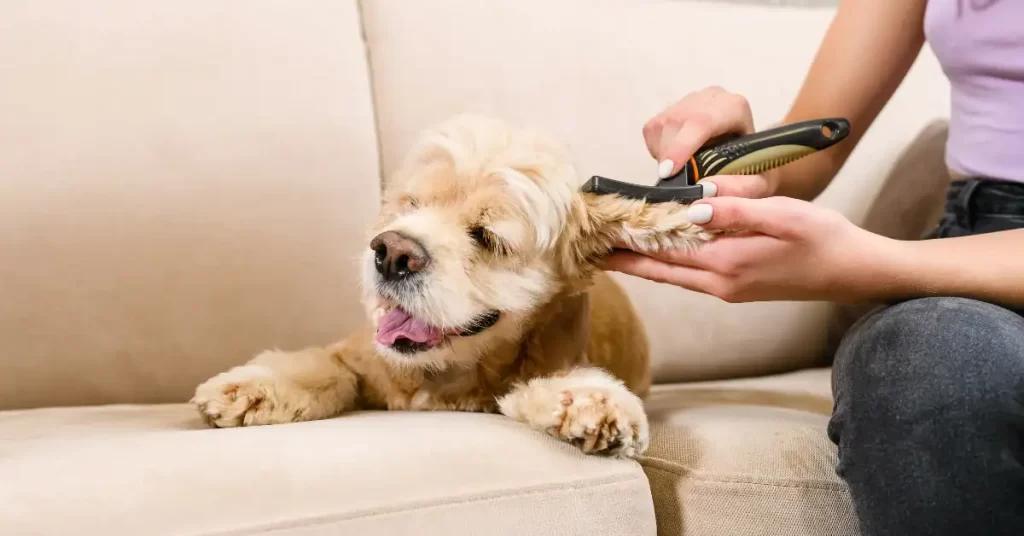 Poodle Grooming at Home vs Professional Grooming1