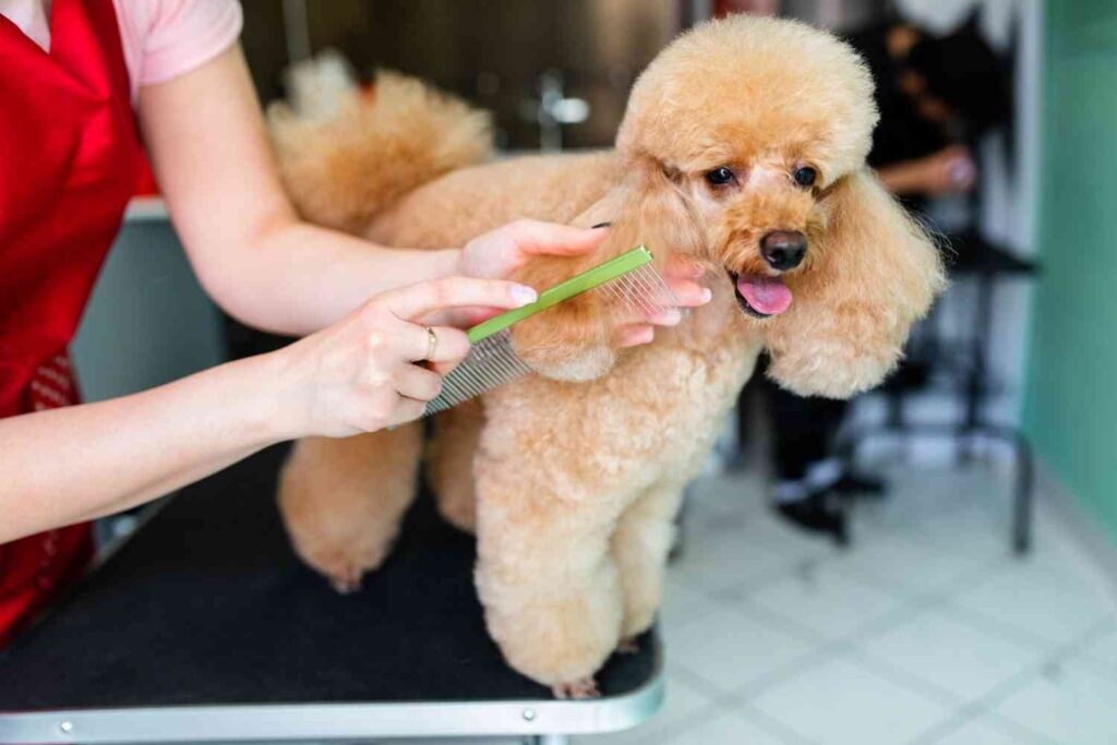 Poodle Grooming at Home vs Professional Grooming2