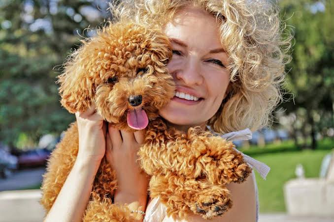 Poodle haircuts for different coat types