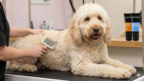 Poodle matting
