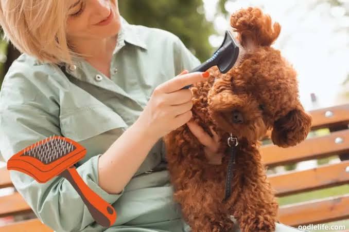 best brush for Poodle1