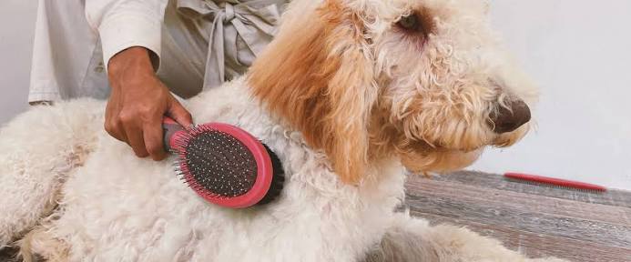 best brush for Poodle2