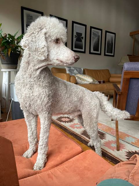 between-grooming-appointments