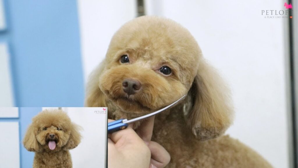how-to-groom-a-poodle-for-summer1