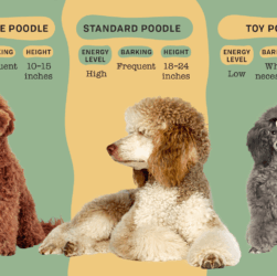 3 Most Important Aspects When Raising a Poodle