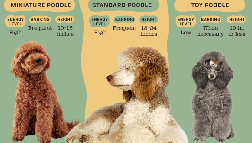 3 Most Important Aspects When Raising a Poodle