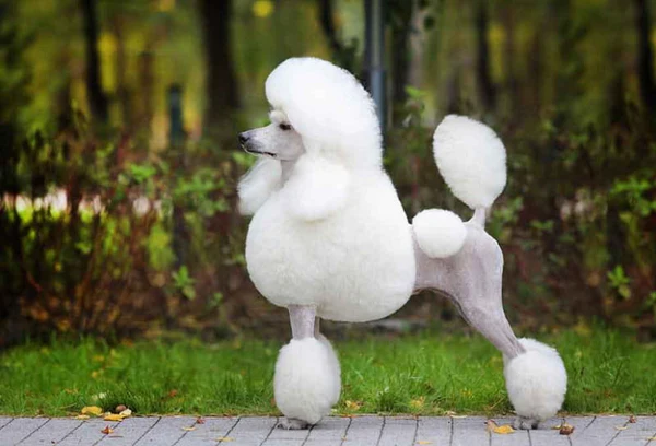 3 Most Important Aspects When Raising a Poodle