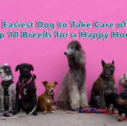 Beautiful and Easy-to-Care-For Dog Breeds Around the World