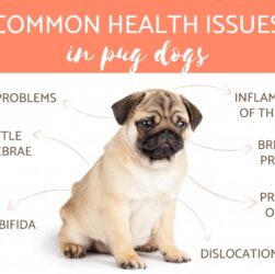 Common Diseases in Pug Dogs