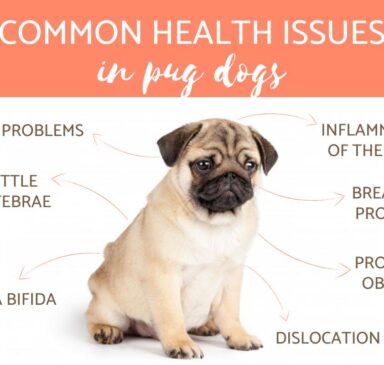 Common Diseases in Pug Dogs
