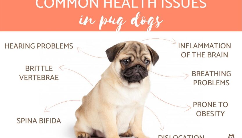 Common Diseases in Pug Dogs