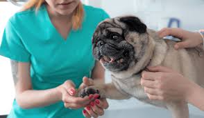 Common Diseases in Pug Dogs