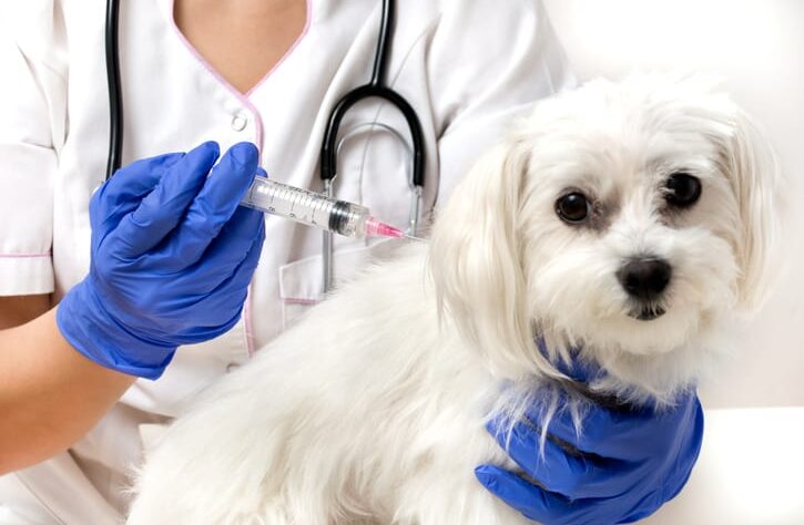 Detailed Vaccination Schedule for Poodles