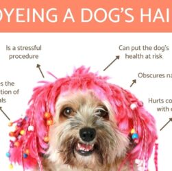 Dog Fur Dyeing Safety Tips and Important Notes