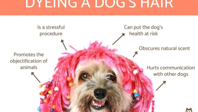 Dog Fur Dyeing Safety Tips and Important Notes