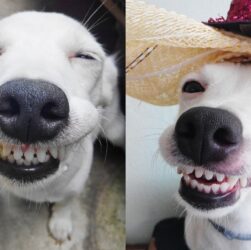 Effective Ways to Clean and Whiten Dog Teeth