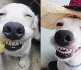 Effective Ways to Clean and Whiten Dog Teeth