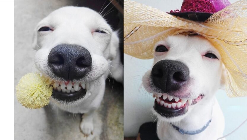Effective Ways to Clean and Whiten Dog Teeth