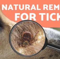 Effective and Simple Ways to Treat Dog Ticks at Home
