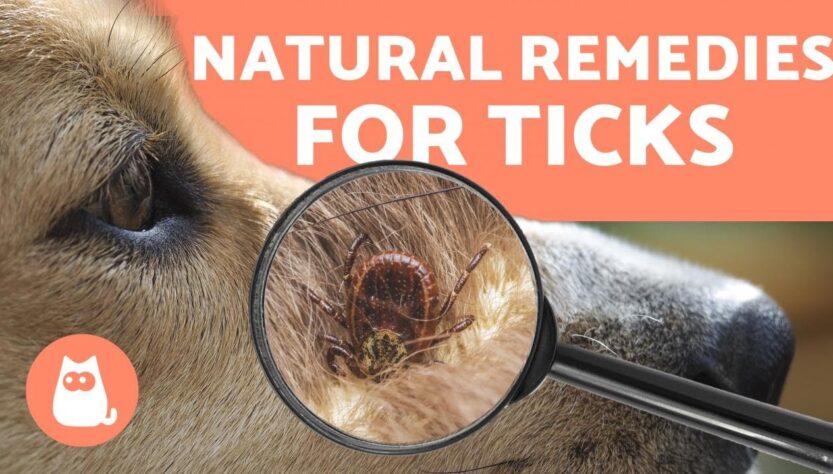 Effective and Simple Ways to Treat Dog Ticks at Home