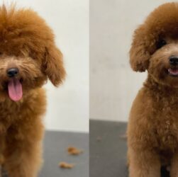 Grooming a Poodle's Coat