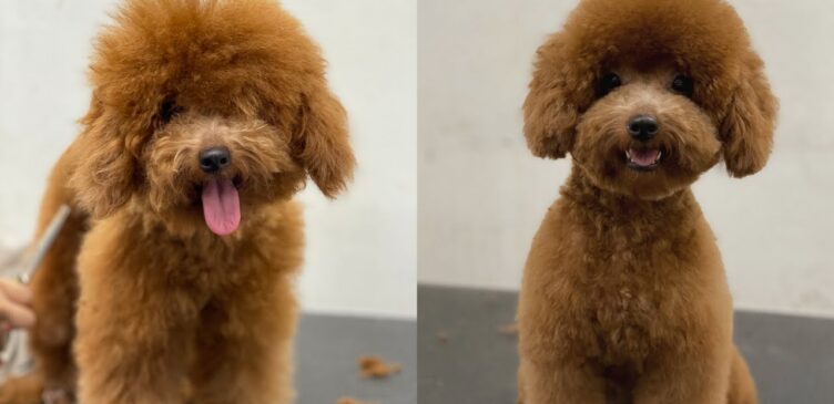 Grooming a Poodle's Coat