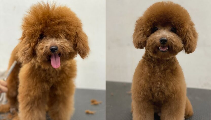 Grooming a Poodle's Coat
