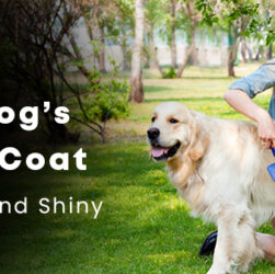 How to Care for Your Dog's Long, Soft, and Shiny Coat