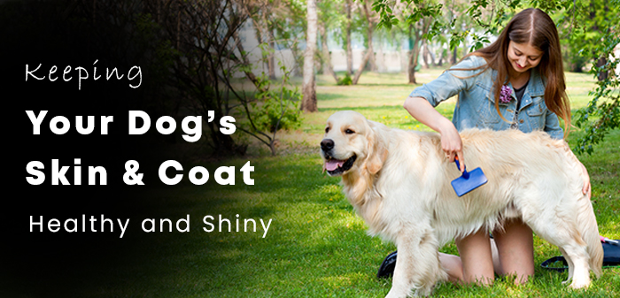 How to Care for Your Dog's Long, Soft, and Shiny Coat