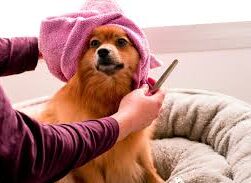 How to Keep Your Dog's Coat Beautiful
