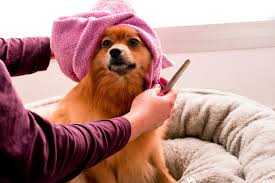 How to Keep Your Dog's Coat Beautiful