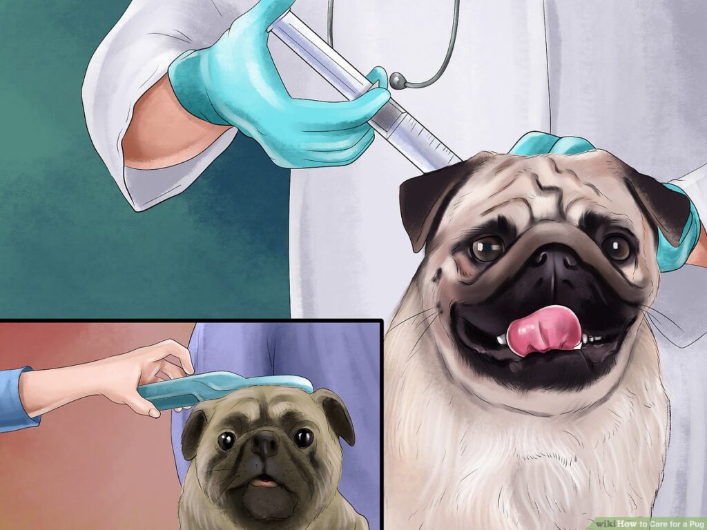 How to Properly Care for a Pug (French Pub Dog)