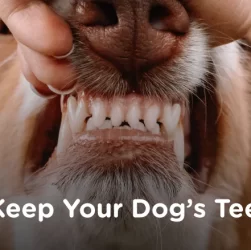 How to Recognize Early Signs of Tooth Decay in Your Poodle