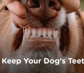 How to Recognize Early Signs of Tooth Decay in Your Poodle