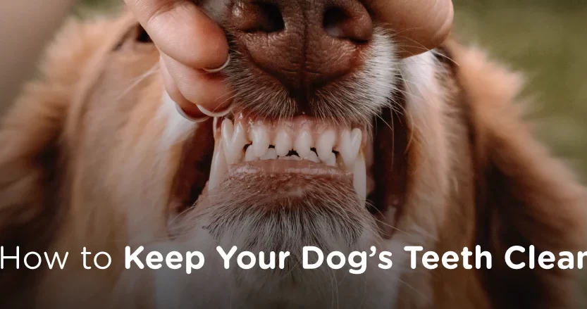 How to Recognize Early Signs of Tooth Decay in Your Poodle