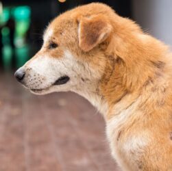 How to Recognize and Treat Hair Loss in Dogs