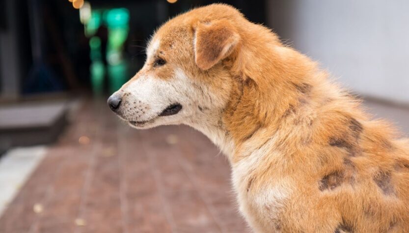 How to Recognize and Treat Hair Loss in Dogs