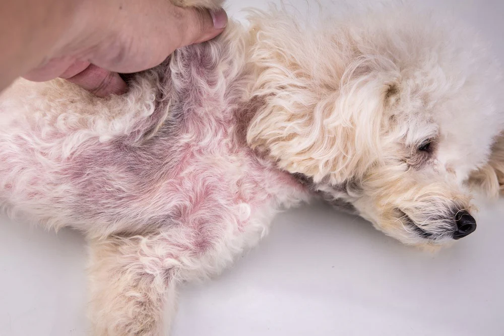 How to Recognize and Treat Hair Loss in Dogs