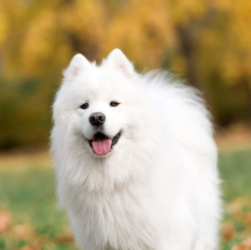 Important Considerations When Raising Samoyed Dogs
