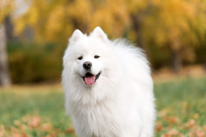 Important Considerations When Raising Samoyed Dogs