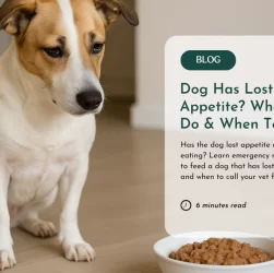 Loss of Appetite in Dogs: Things to Note