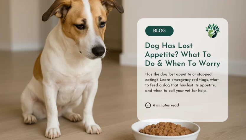 Loss of Appetite in Dogs: Things to Note