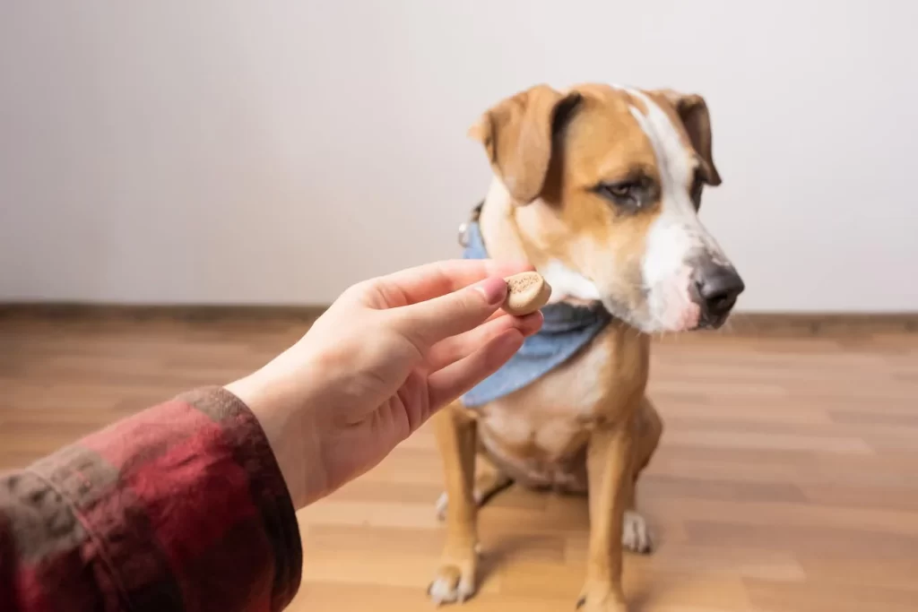 Loss of Appetite in Dogs: Things to Note