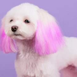 Notes on Dyeing Dog Fur