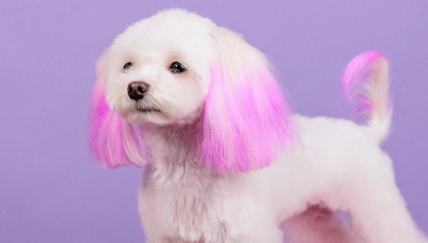 Notes on Dyeing Dog Fur